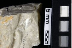 Foto (Detailansicht) von Gastrodorus sp. (NHMW-GEO-1990-0041-0104)